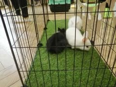 większy obrazek nr 12