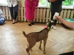 większy obrazek nr 31