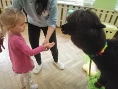 większy obrazek nr 68