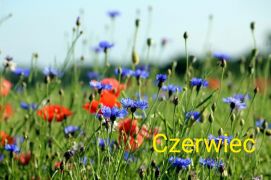 ilustracja do wpisu 
ZAMIERZENIA DYDAKTYCZNE NA MIESIĄC CZERWIEC